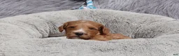 Mini Goldendoodle dogs for sale: Manny 💙 GenClearParents - Ad 8