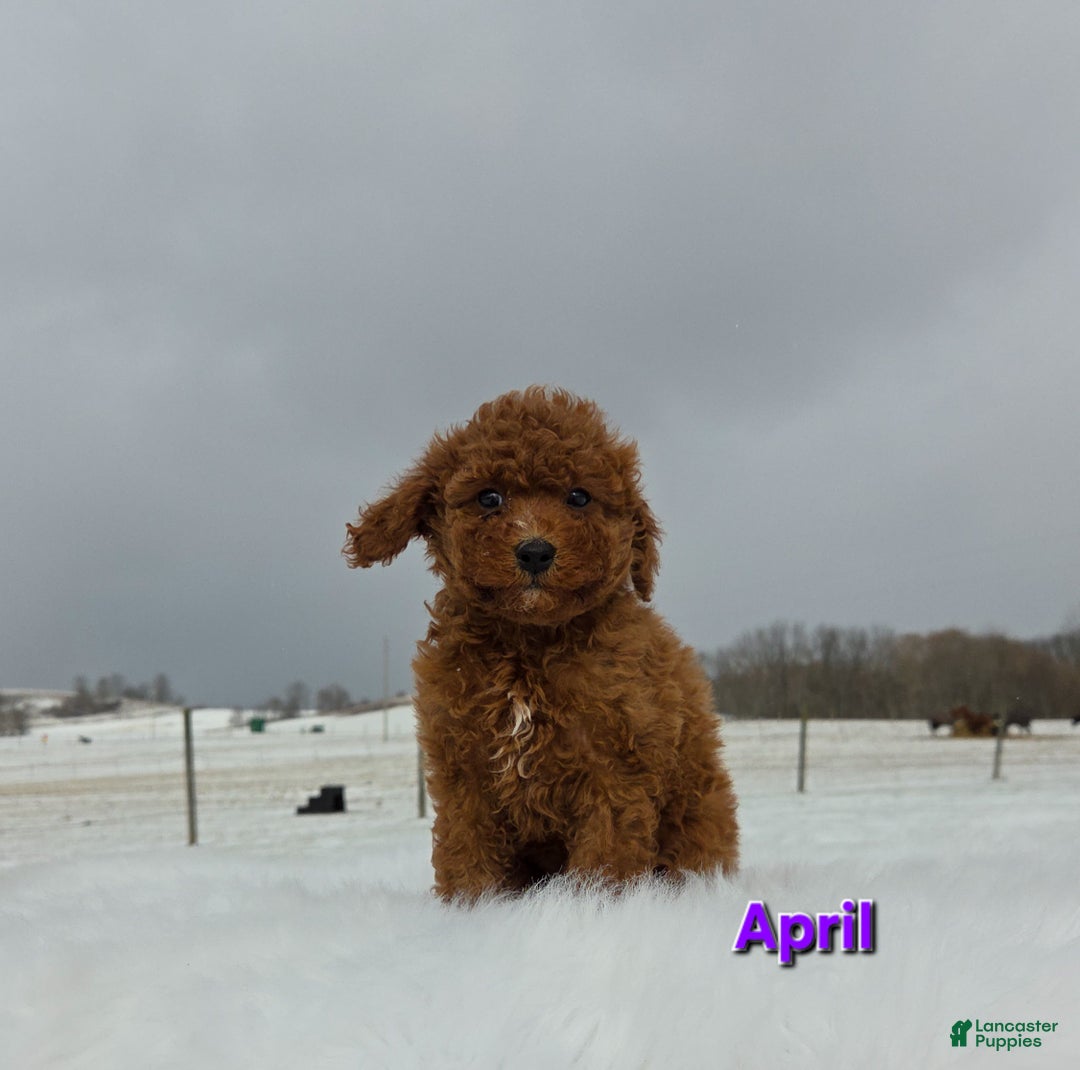 Miniature Poodle dogs for sale: April - Ad 5