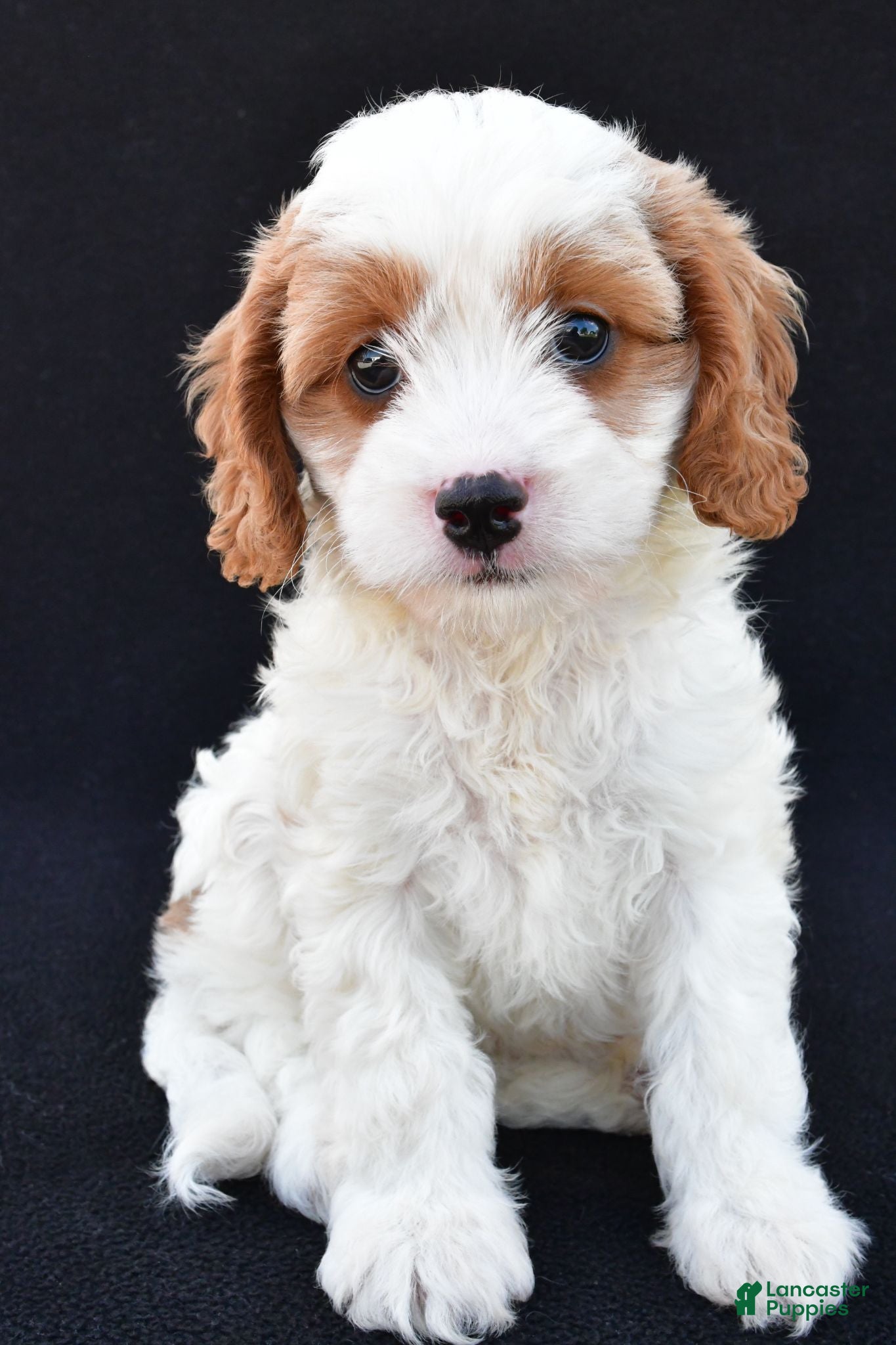 Cavapoo dogs Lady - Ad 1