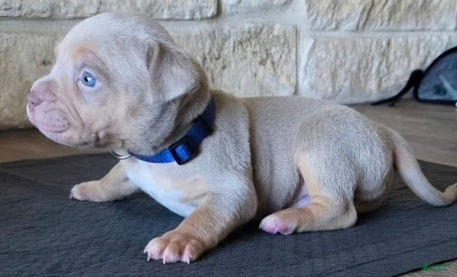 American Bully dogs Golden - Ad 2