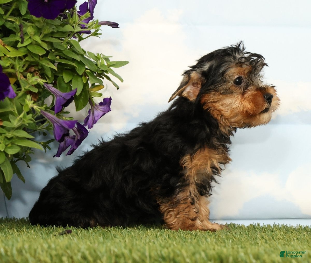 Yorkshire Terrier dogs Kylan - Ad 2