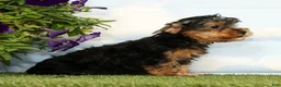 Yorkshire Terrier dogs for sale: Kylan - Ad 2
