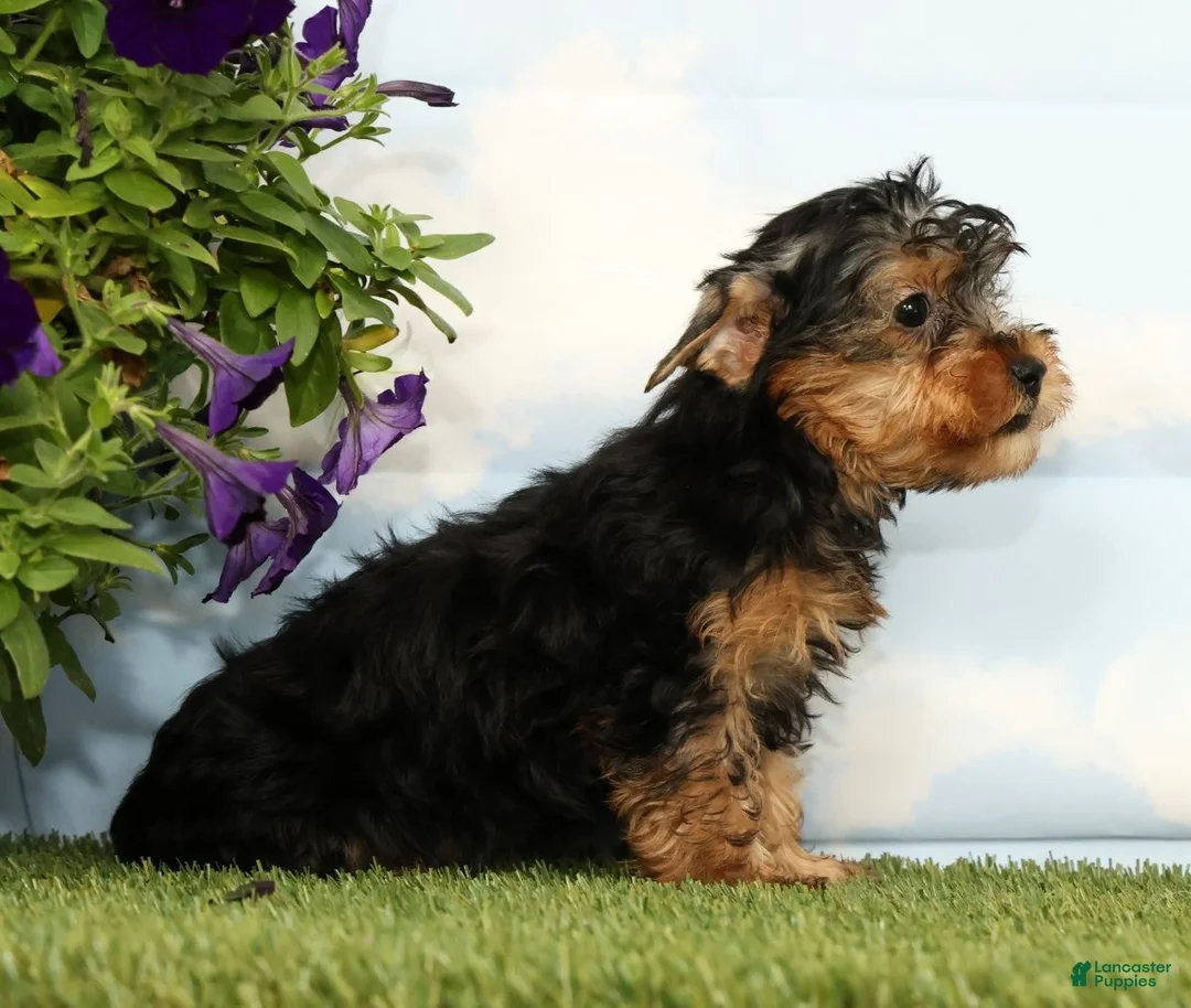 Yorkshire Terrier dogs for sale: Kylan - Ad 2