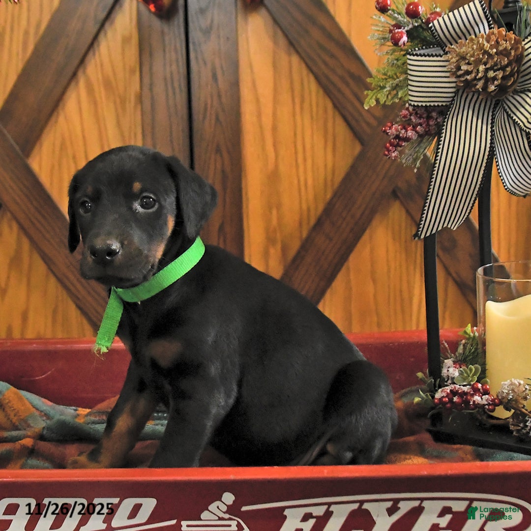 Doberman Pinscher dogs for sale: Mack  - Ad 2