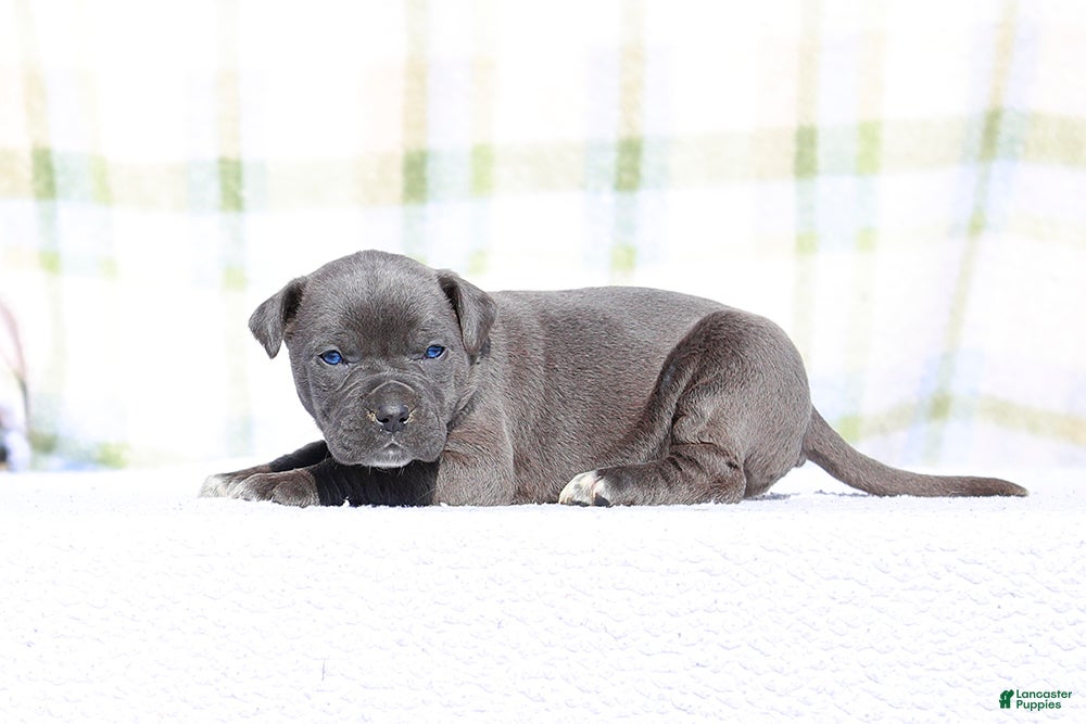 Mixed Breed dogs JayJay - Blue European Doberdane BLUE! - Ad 2