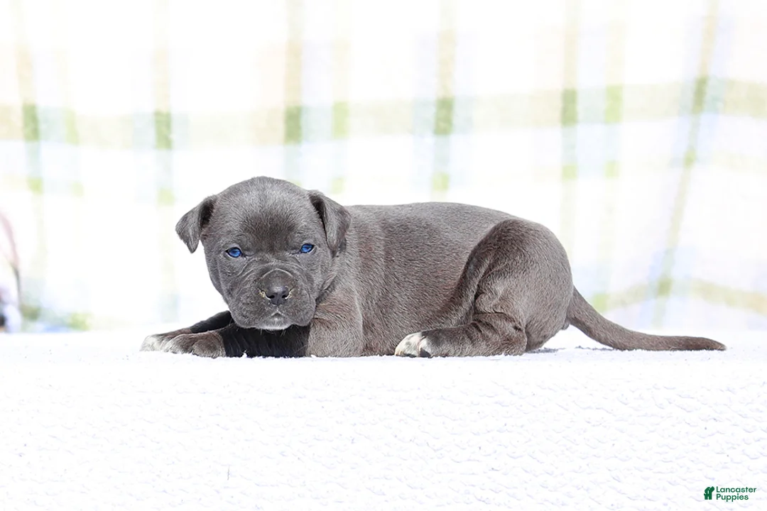 Mixed Breed dogs for sale: JayJay - Blue European Doberdane BLUE! - Ad 2