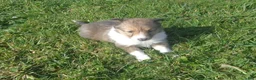 Shetland Sheepdog dogs for sale: Shetland Sheepdog 5 - Ad 2