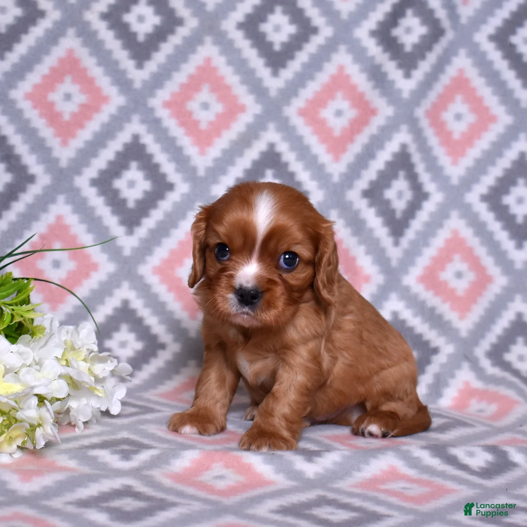 Cavalier King Charles Spaniel dogs for sale: Rocky - Ad 2