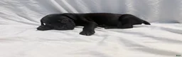 Cane Corso dogs for sale: Dean AKC green collar - Ad 25