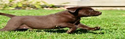 Labrador Retriever dogs for sale: Chico - Ad 11