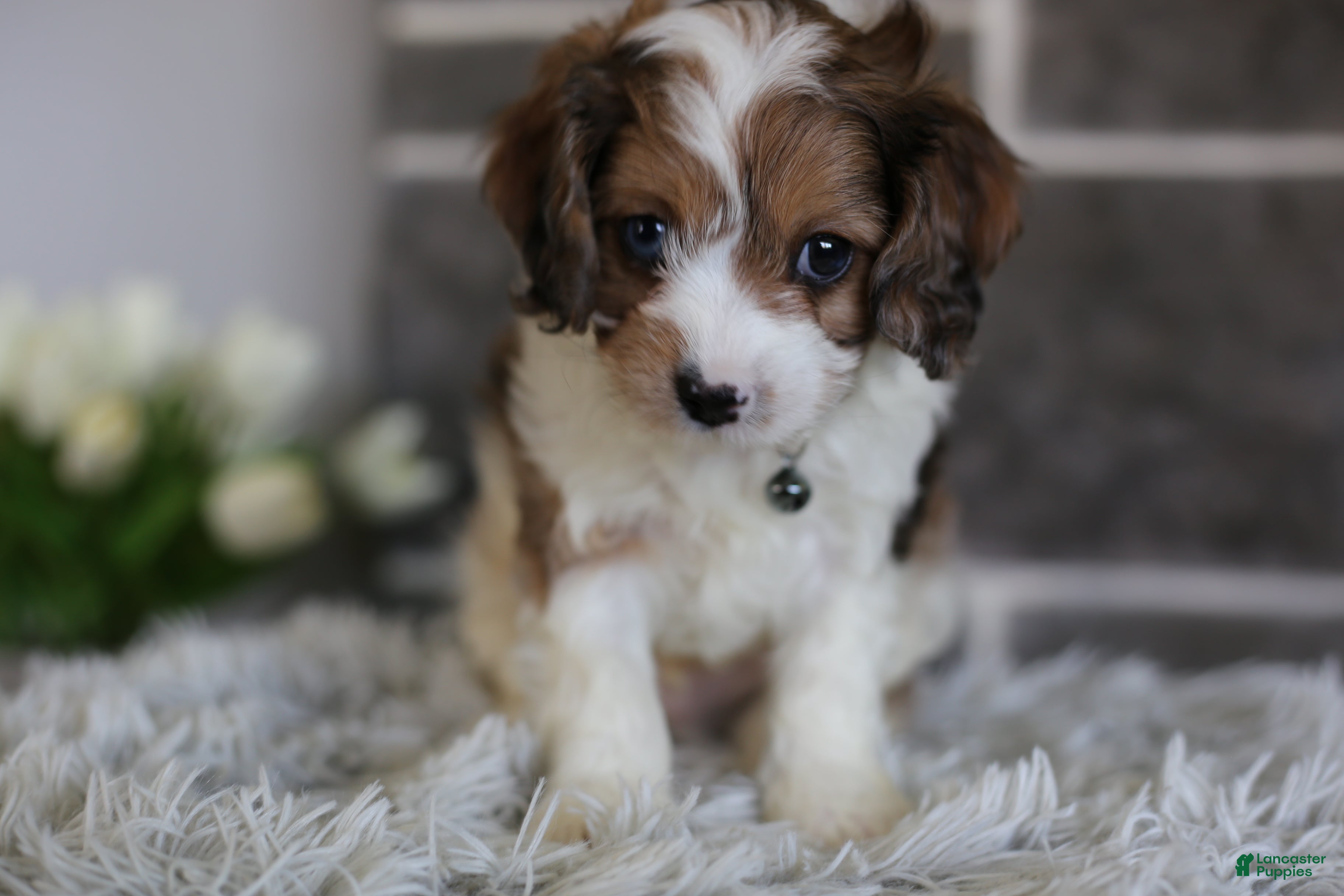 Cavapoo dogs Aspen - Ad 2