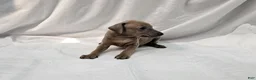 Italian Greyhound dogs for sale: Fawn Male - Hari - Ad 3