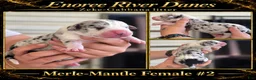 Great Dane dogs for sale: Great Dane 5 - Ad 1