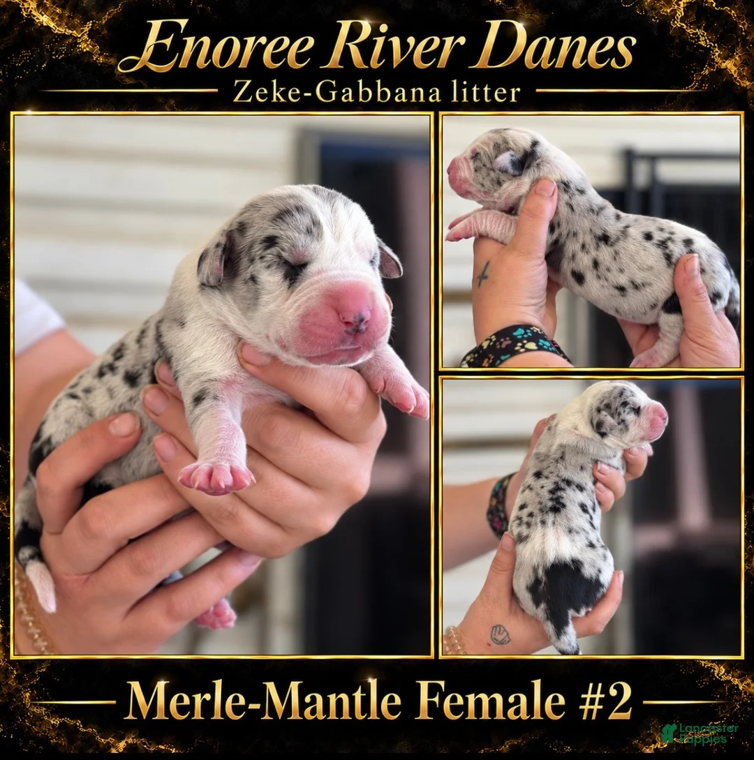 Great Dane dogs for sale: Great Dane 5 - Ad 1