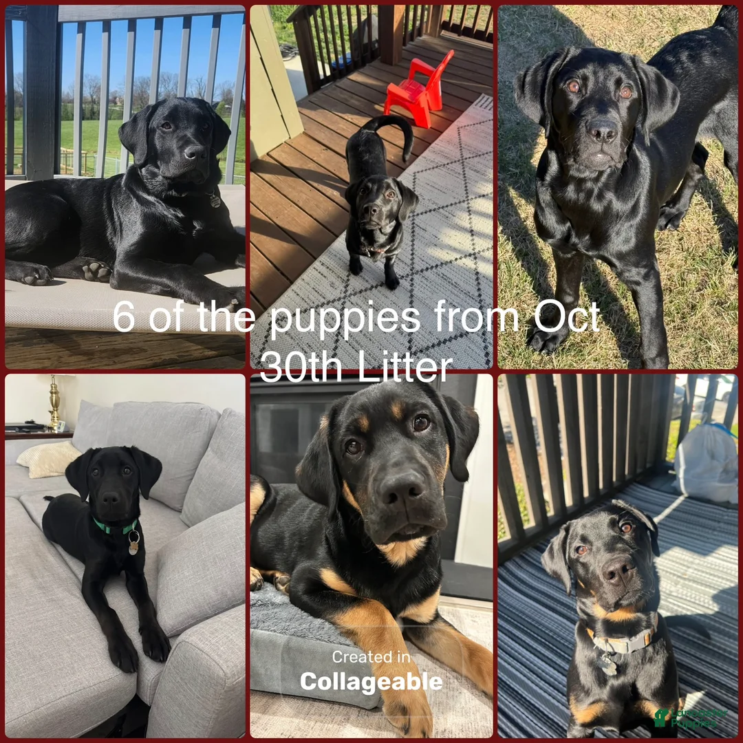 Labrador Retriever dogs for sale: AKC Waitlist Late 2026 - Ad 4