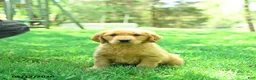 Golden Retriever dogs for sale: Paws - Ad 3