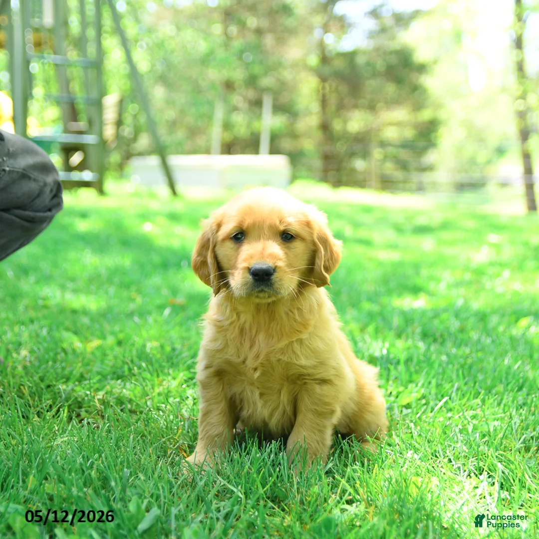 Golden Retriever dogs for sale: Paws - Ad 3