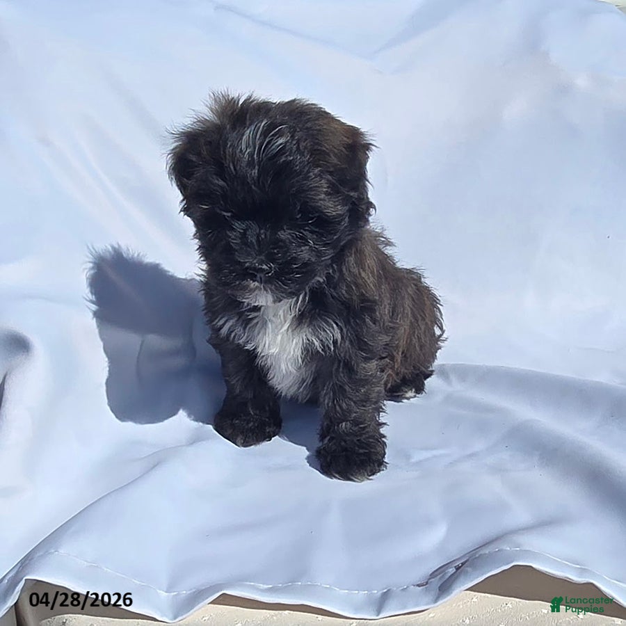 Mixed Breed dogs Timmy - Ad 1