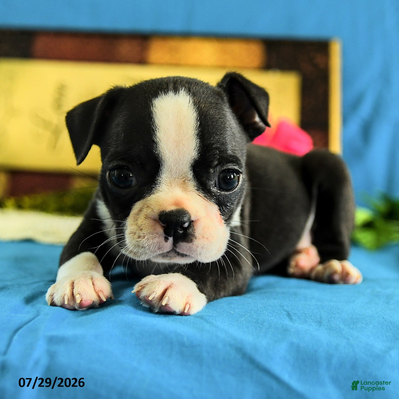Boston Terrier dogs Zares - Ad 2