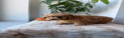Mini Goldendoodle dogs for sale: Dior - Ad 8