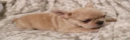 French Bulldog dogs for sale: Lacey - Ad 18