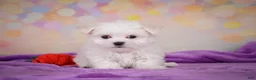 Maltese dogs for sale: Wiston - Ad 1