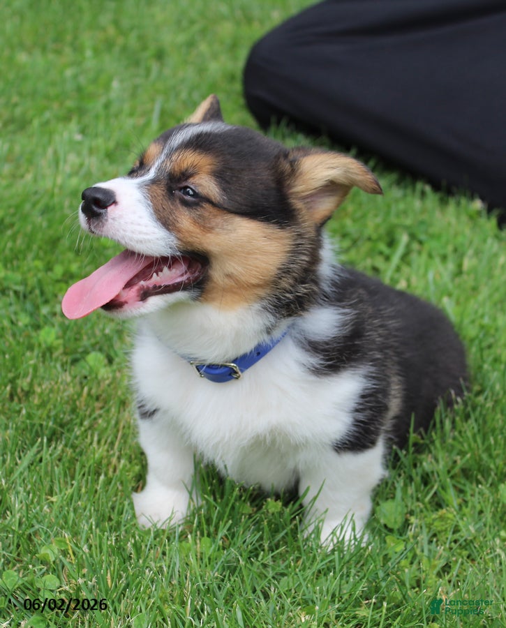 Welsh Corgi Pembroke dogs for sale: Duke - Ad 5