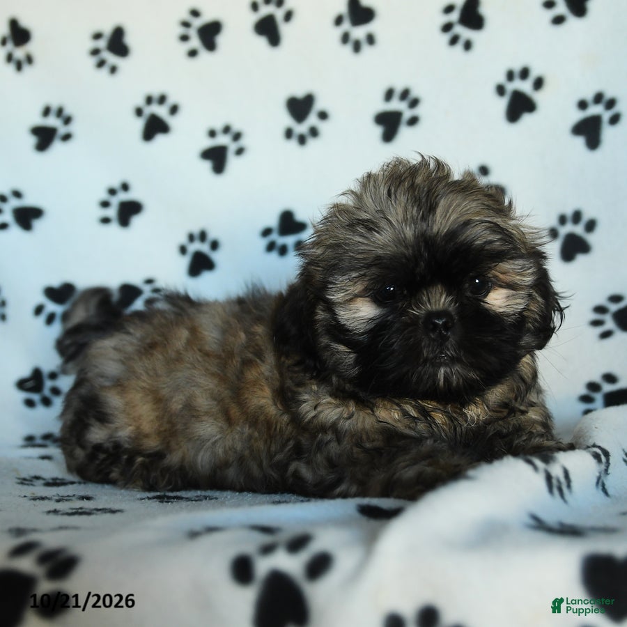 Shih Tzu dogs Titan - Ad 2