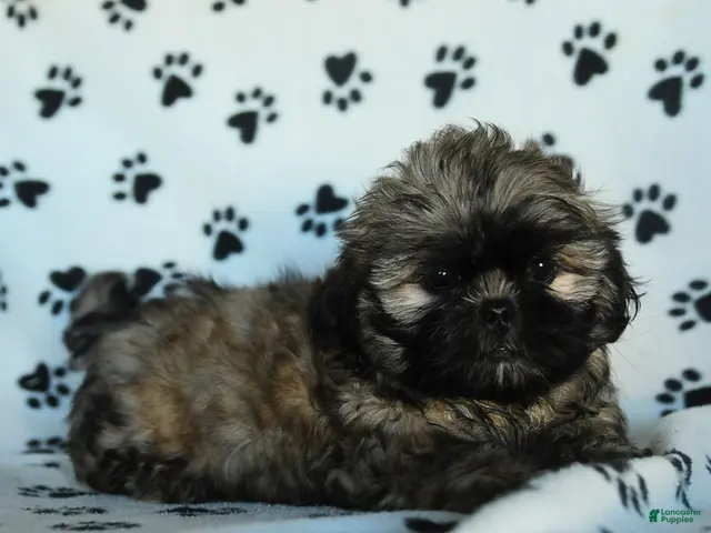 Shih Tzu dogs Titan - Ad 2