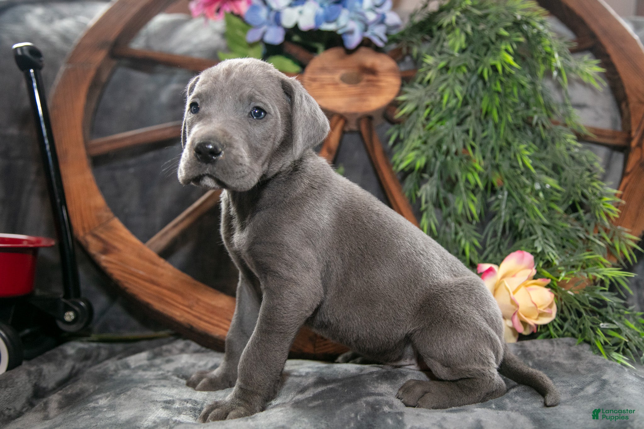 Great Dane dogs Jazz - Ad 1