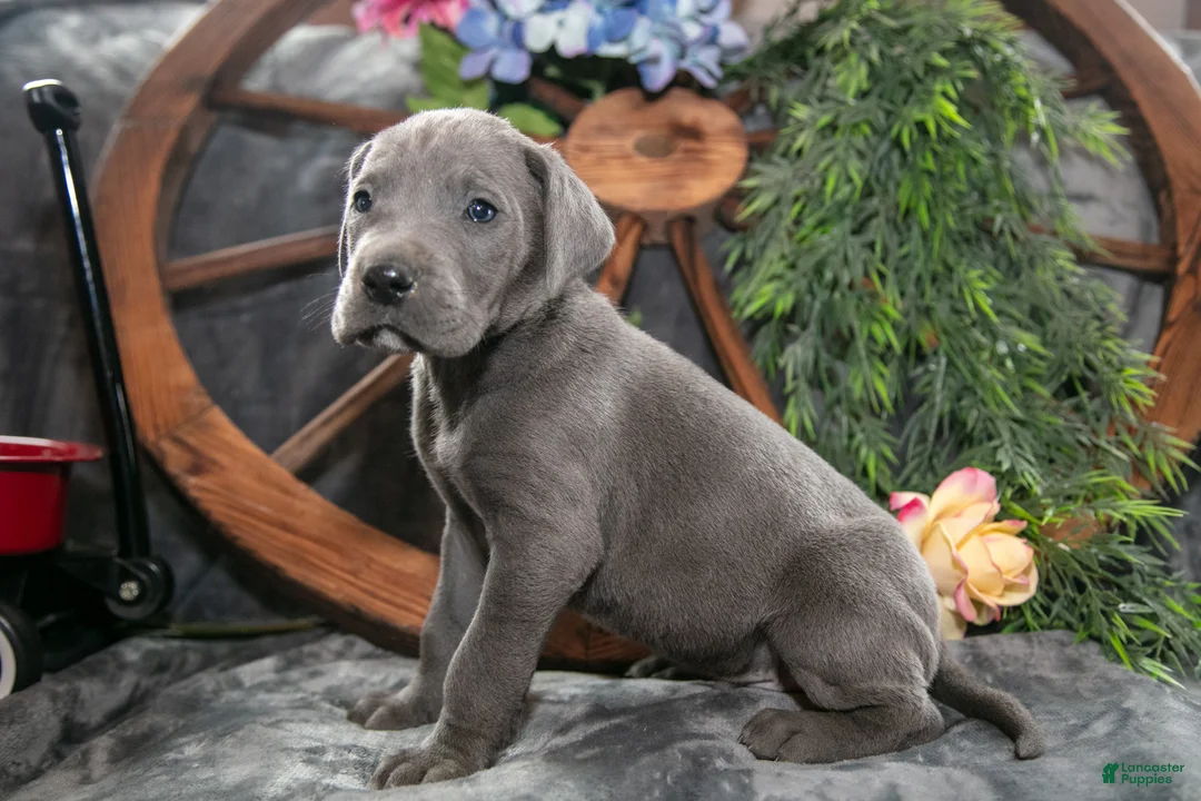 Great Dane dogs for sale: Jazz - Ad 1