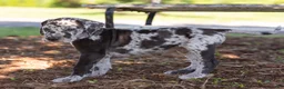 Great Dane dogs for sale: Apollo - Ad 4