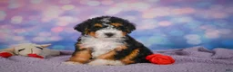 Mini Bernedoodle dogs for sale: Stella - Ad 3