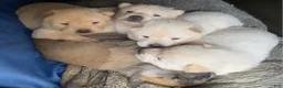 Mixed Breed dogs for sale: Chowsky puppy  - Ad 3