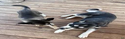 Gerberian Shepsky dogs for sale: Gerberian Shepsky Puppy 1 - Ad 5