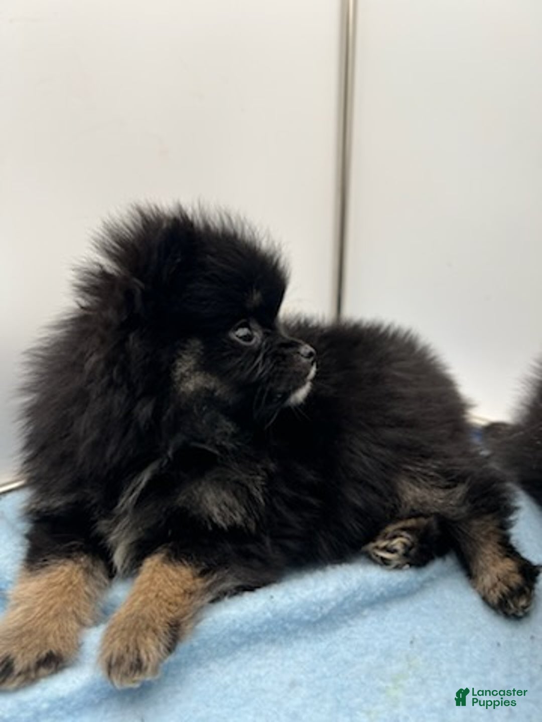 Pomsky dogs for sale: Brisa - Ad 3