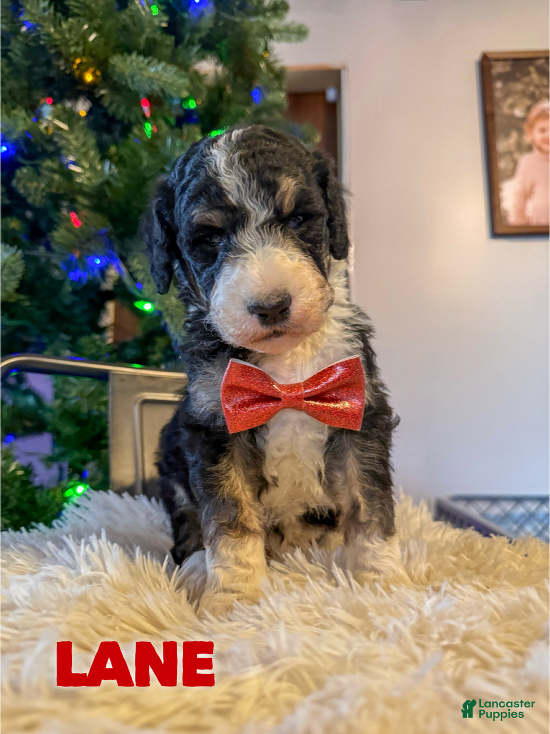 Aussiedoodle dogs for sale: Lane - Ad 2