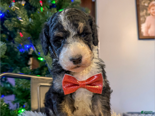Aussiedoodle dogs Lane - Ad 9