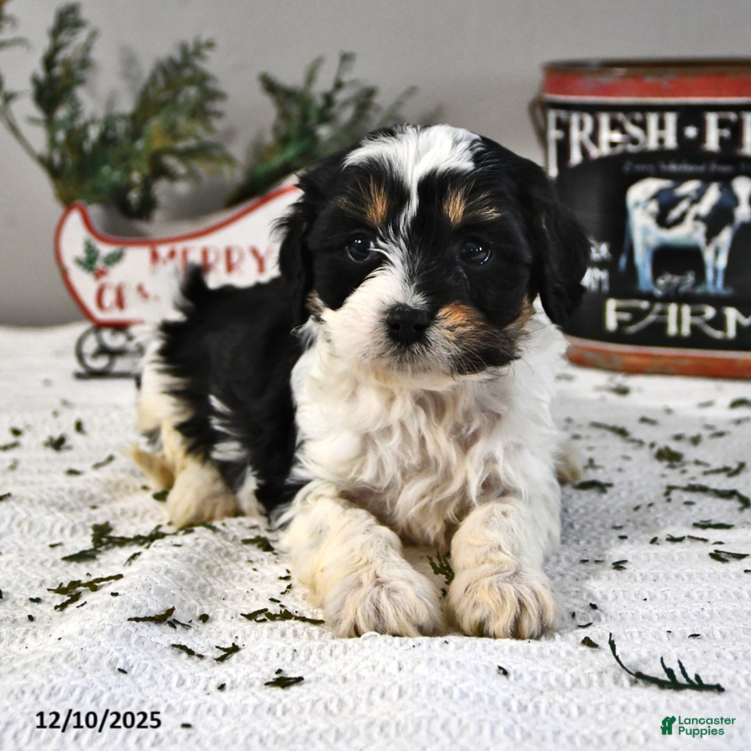 Cavapoo dogs for sale: Bear - Ad 2