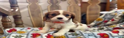 Cavalier King Charles Spaniel dogs for sale: Mickey - Ad 2