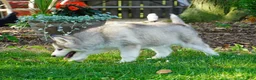 Siberian Husky dogs for sale: Lola - Ad 6