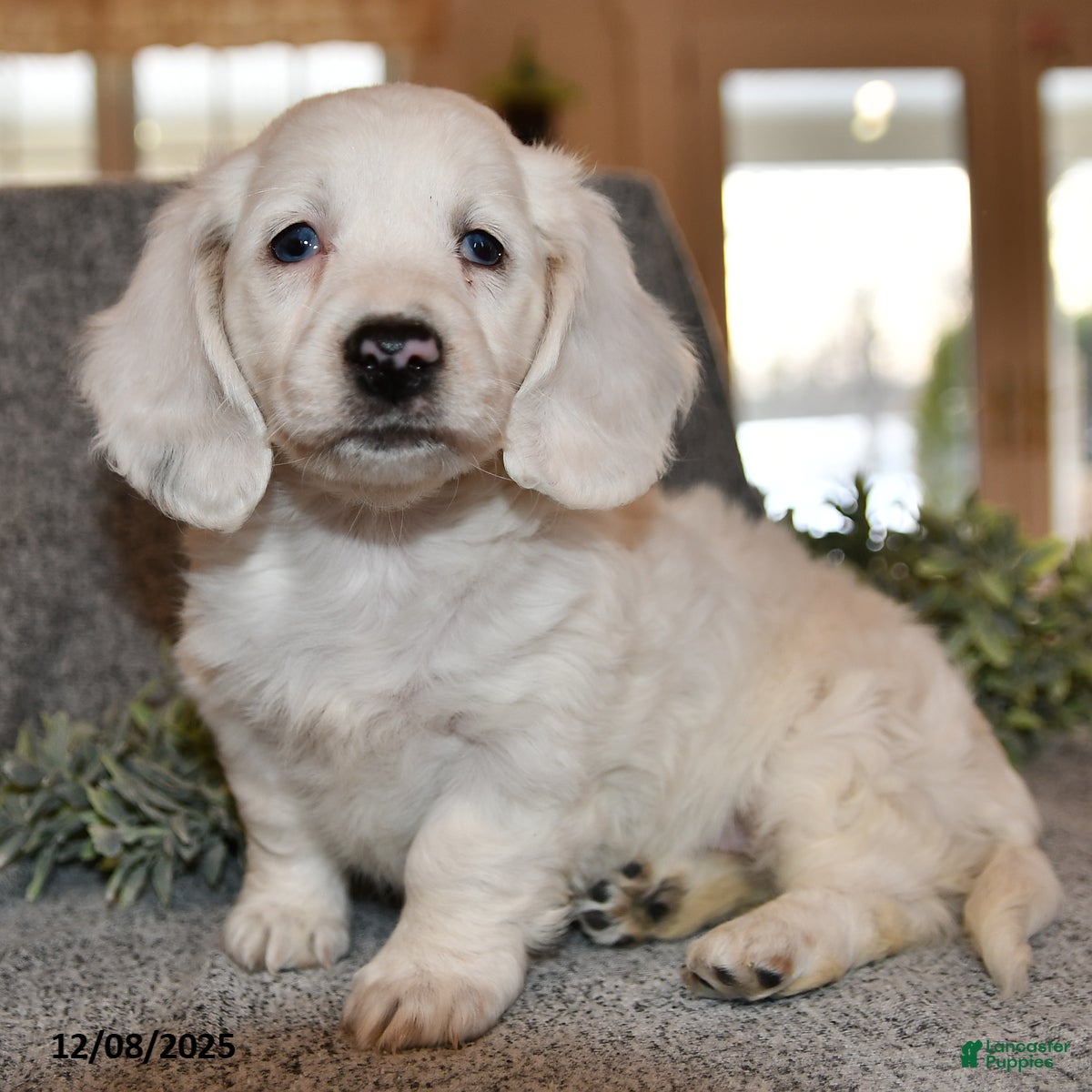 Miniature Dachshund dogs Noelle - Ad 35