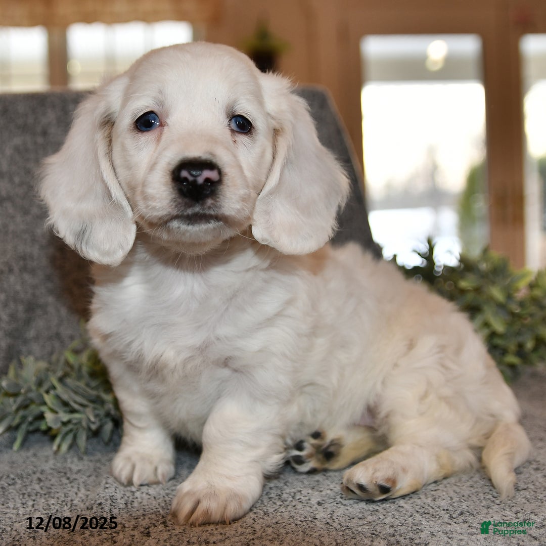 Miniature Dachshund dogs for sale: Noelle - Ad 1