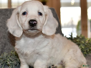 Miniature Dachshund dogs Noelle - Ad 1