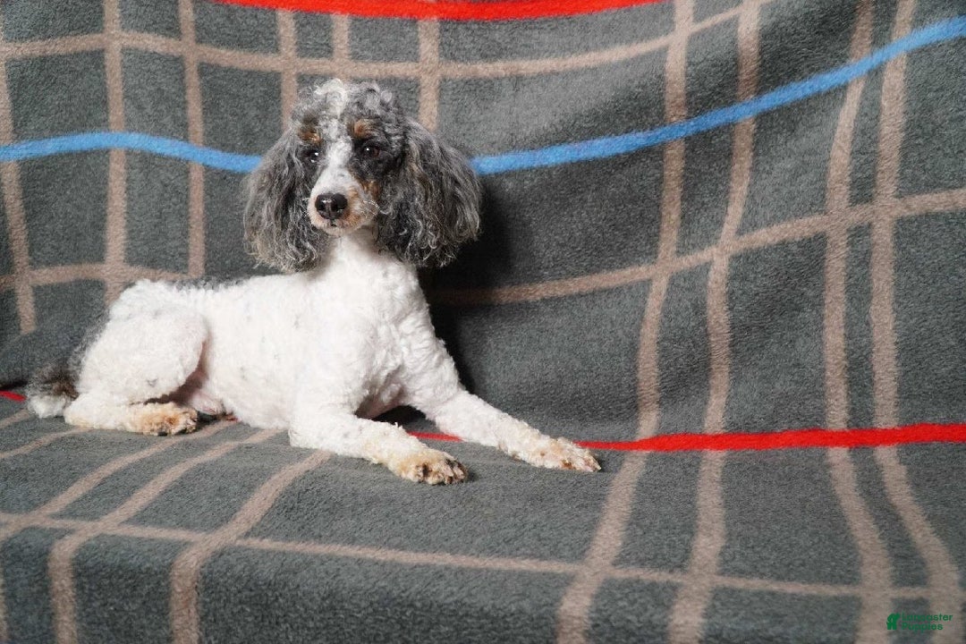 Mini Bernedoodle dogs for sale: Tanner - Ad 9