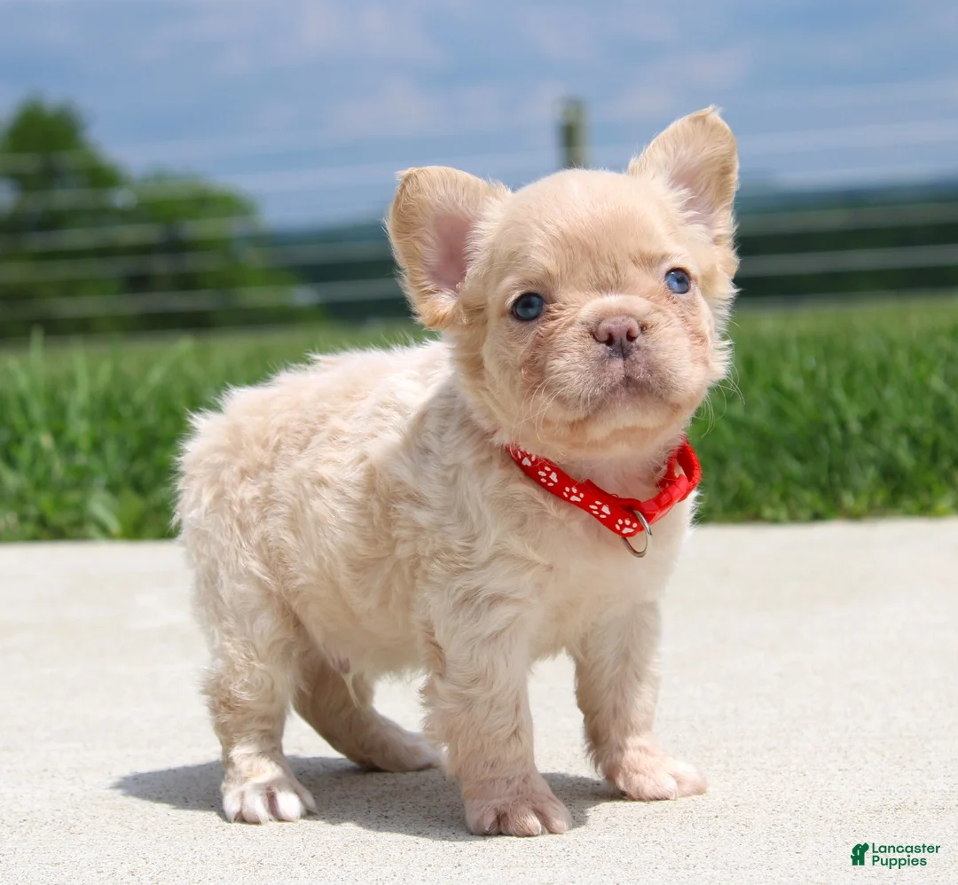 French Bulldog dogs for sale: Fido - Ad 2