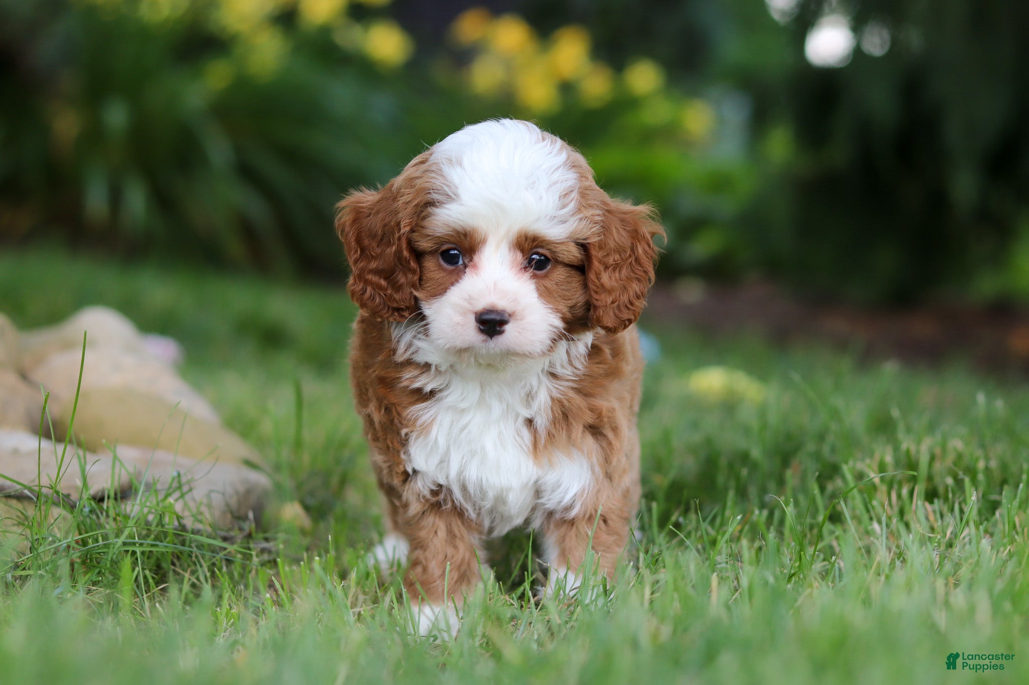 Cavapoo dogs Oliver - Ad 2