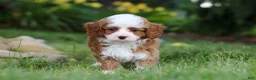 Cavapoo dogs for sale: Oliver - Ad 2