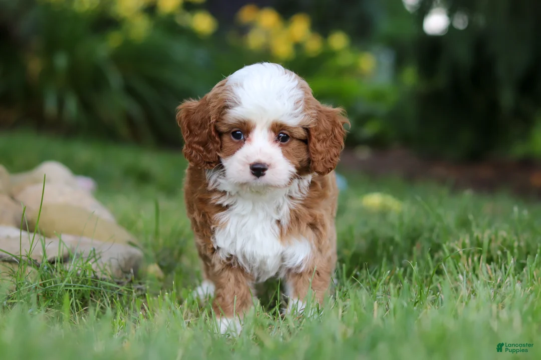 Cavapoo dogs for sale: Oliver - Ad 2