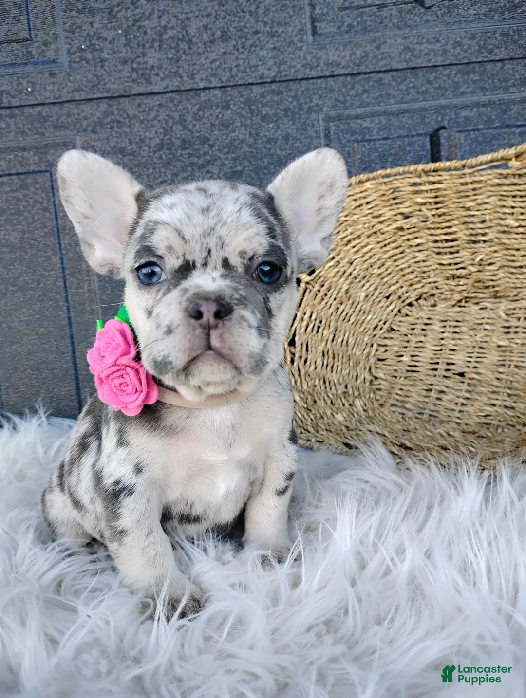 French Bulldog dogs for sale: Fiona  - Ad 1